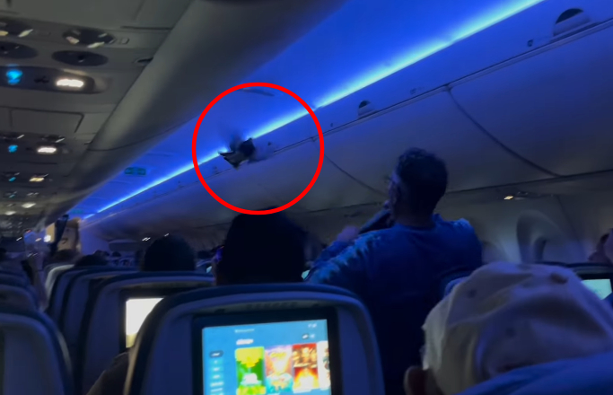鴿子2度於班機機艙內亂飛,乘客嚇壞。(翻攝IG)