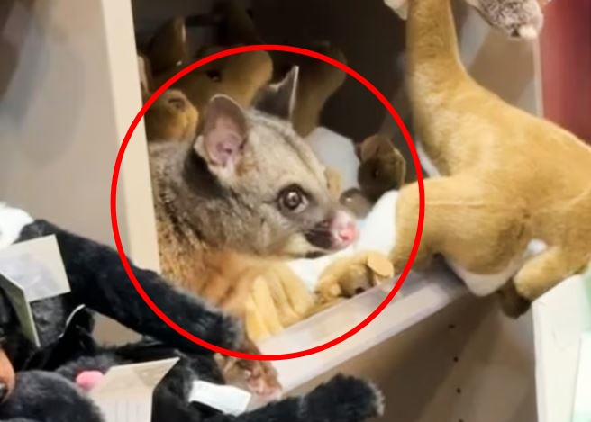 有眼尖的旅客驚訝地發現，機場免稅店竟然混進了1隻貨真價實的「活體」袋貂。（翻攝畫面）