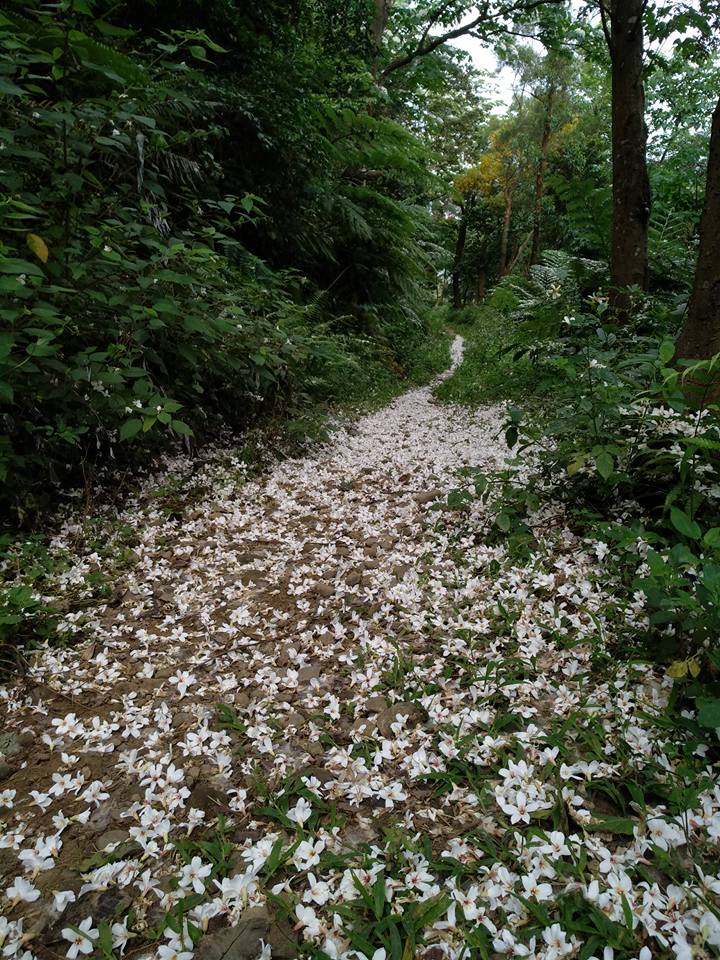 鹿寮坑桐花步道桐花盛開。(圖/Smallufo Huang)