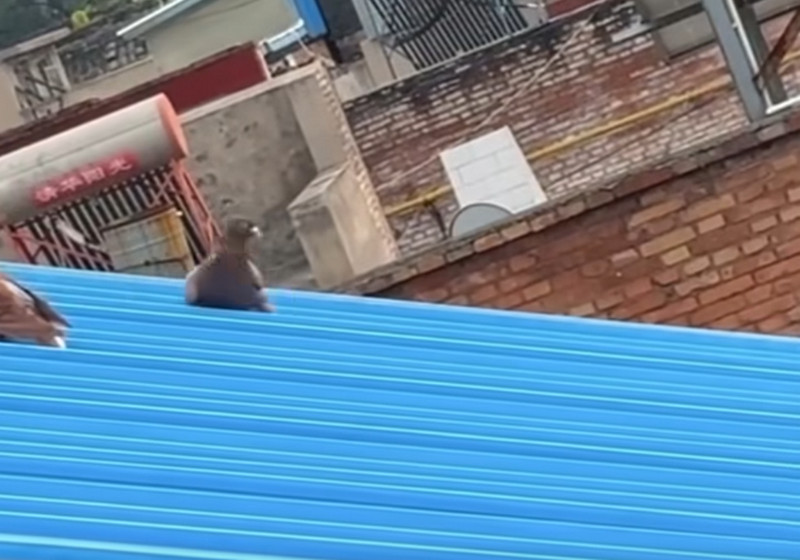 網友拍到一隻鴿子在鐵皮屋頂玩溜滑梯。（翻攝臉書社團《爆廢公社公開版》）