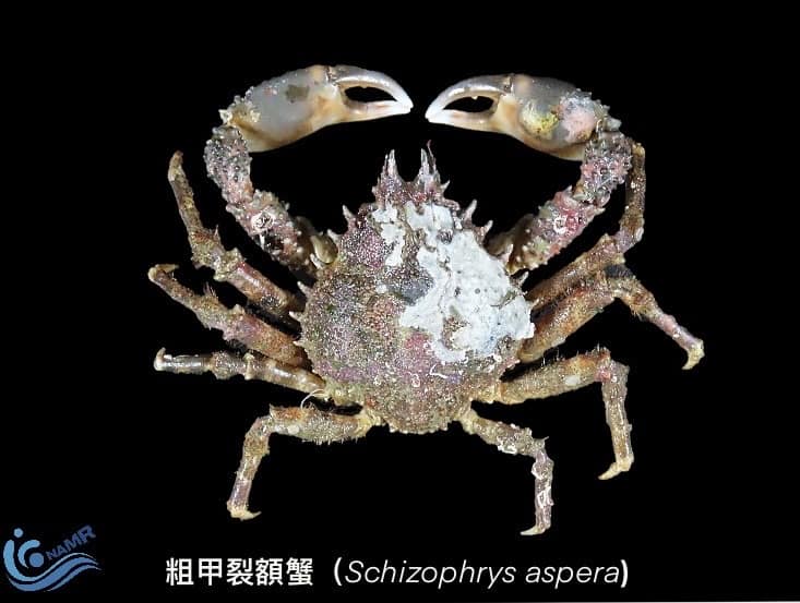 原先就生存在台灣海域的粗甲裂額蟹。(取自國家海洋研究院臉書)