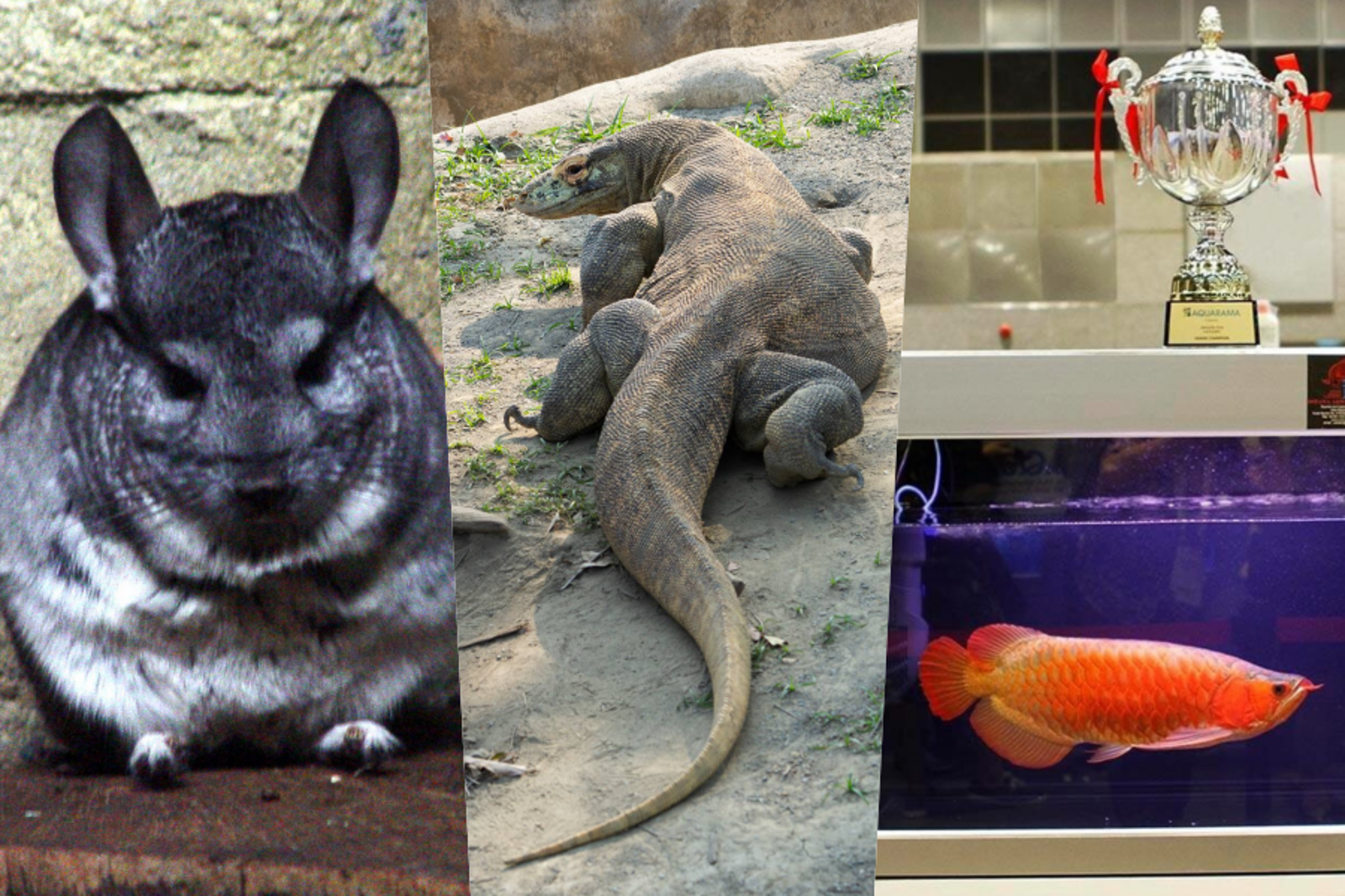 龍年來看看「龍寵」吧！除了有龍貓（左起）、科摩多龍，還有超貴紅龍魚。（圖／翻攝自台北市立動物園官網、頑皮世界臉書、社團法人中華民國保護動物協會官網）