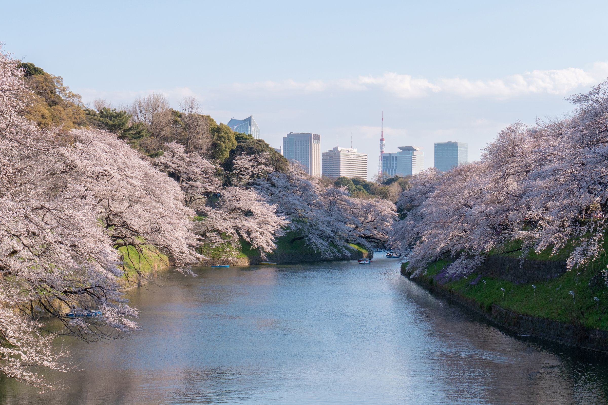 星宇航空宣布自3月30日起開航台中直飛東京航線,時程剛好完美銜接日本櫻花季。(星宇航空提供)