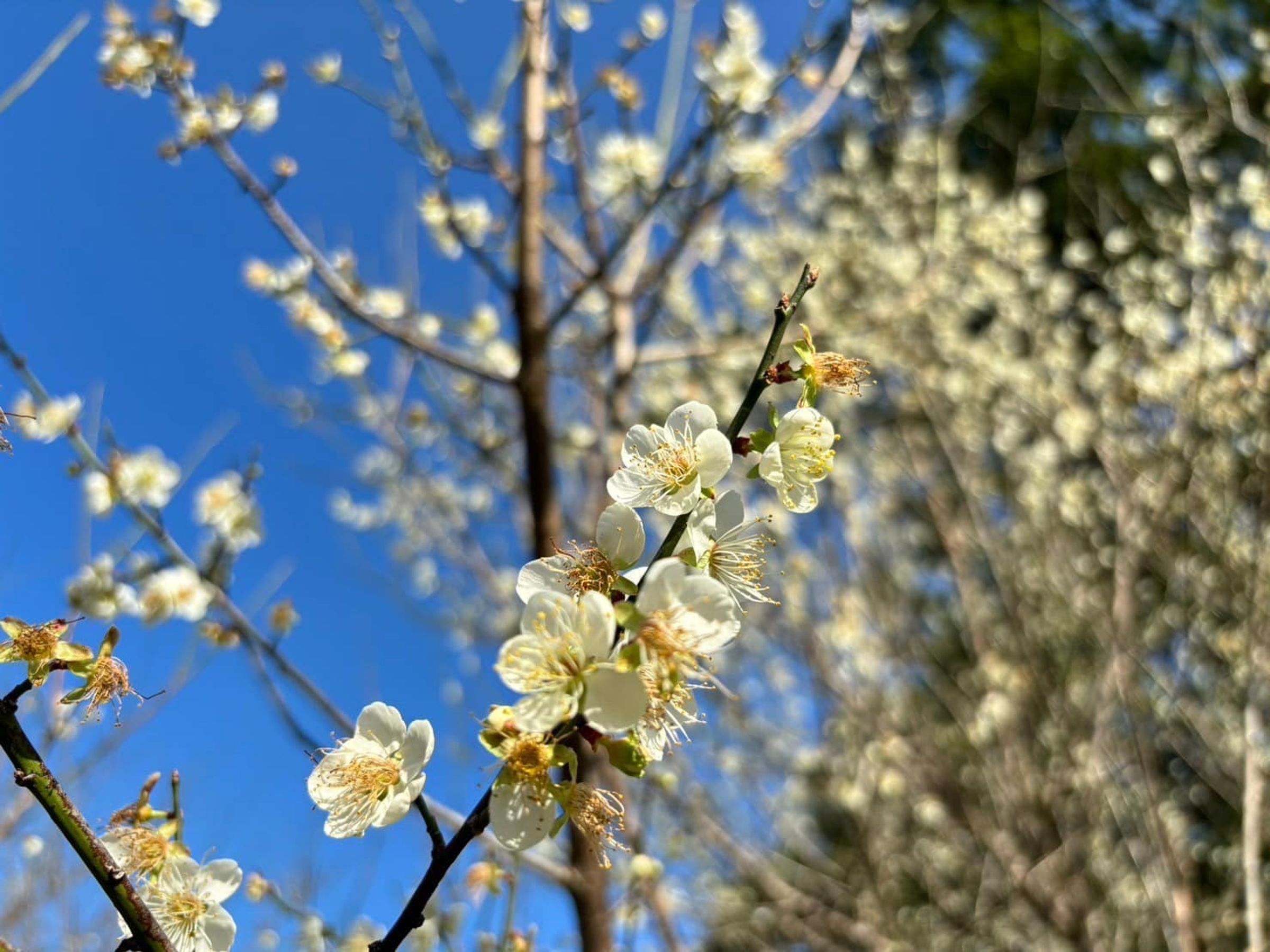 桃園角板山行館的梅花也遲到。(翻攝桃園市政府觀光旅遊局官方粉絲團)