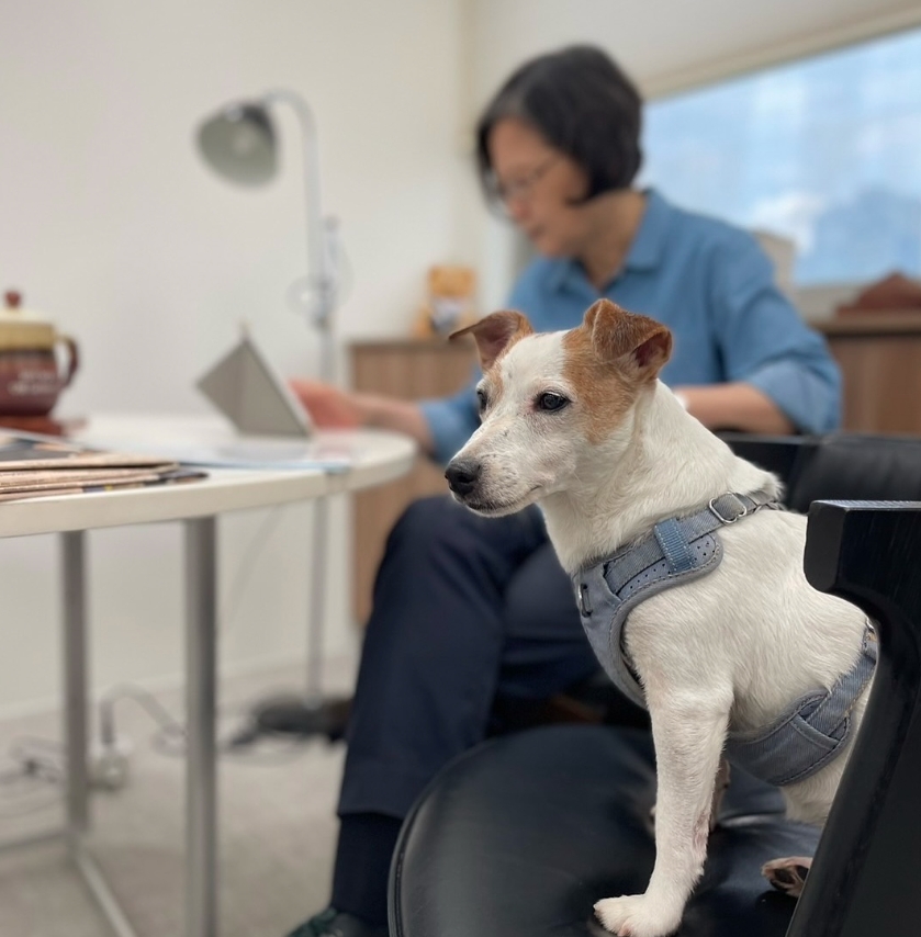 蔡英文帶樂樂走訪卸任辦公室，低頭盯著平板，樂樂則乖巧地端坐在一旁陪伴。（翻攝自蔡英文臉書）