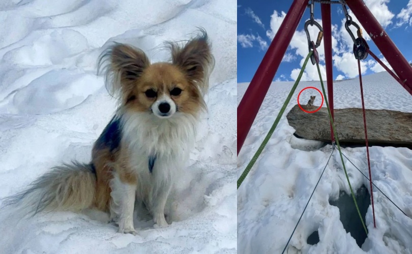 陪伴在側的吉娃娃不離不棄，成為引導救難人員關鍵線索。（翻攝自Air Zermatt）