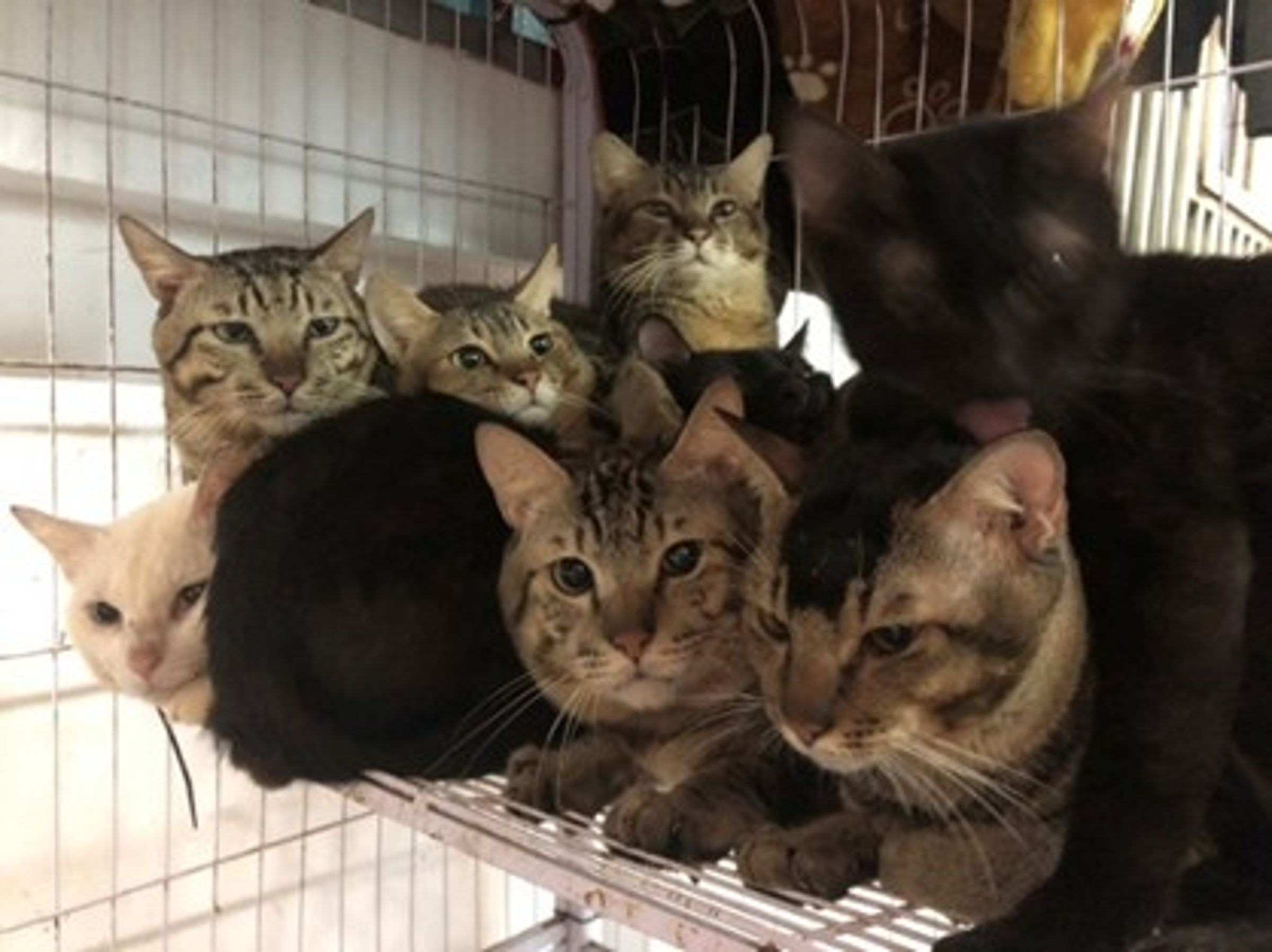 汐止某住戶大量飼養貓狗,飼養空間嚴重不足。(新北動保處提供)