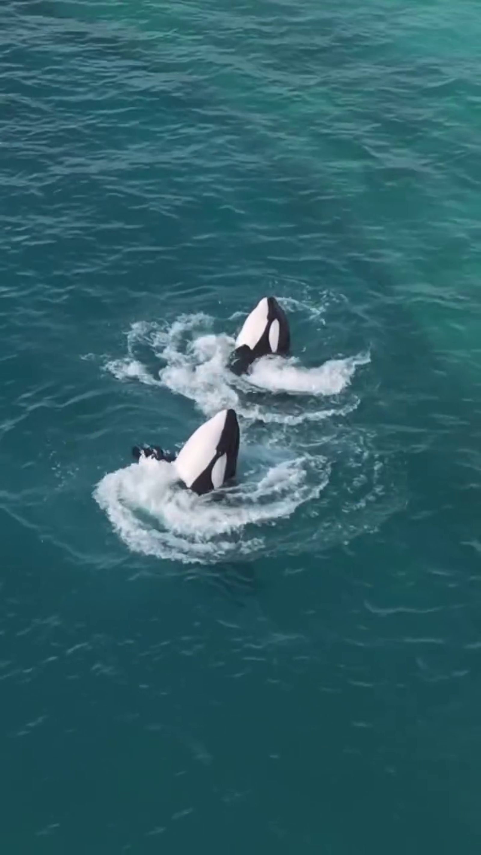 虎鯨母子困法國廢棄樂園「聽見無人機聲竟開始表演」！ 攝影師淚揭畫面：牠們像是想起「被人看見」的記憶- 鏡週刊Mirror Media