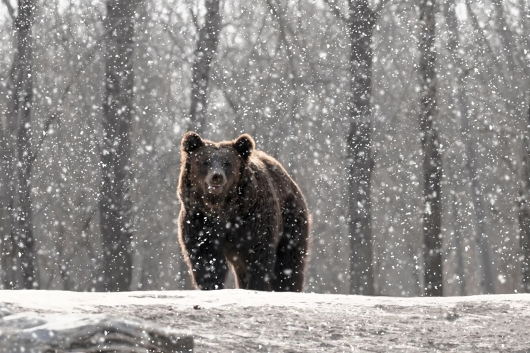 儘管本季最強寒流已經侵襲日本列島，但熊攻擊事件仍頻傳。示意圖（東方IC）