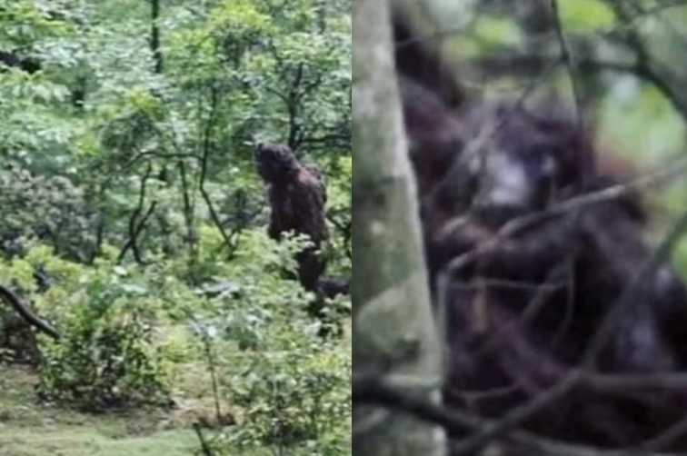 目擊者拍到疑似大腳怪揹著一名嬰兒在樹林中行走。(翻攝YouTube Squatch Watchers)