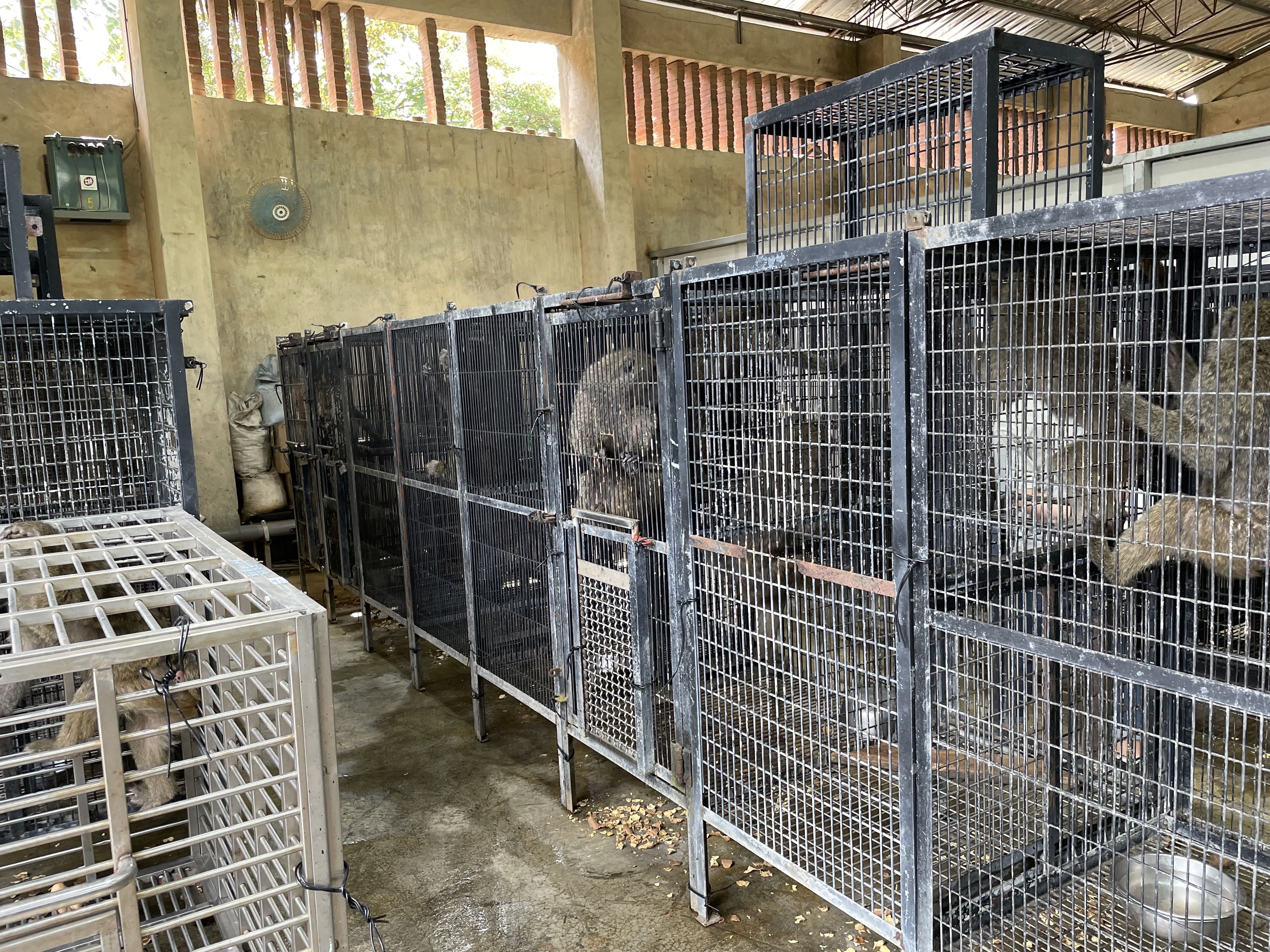 六福村已清點完園內狒狒數量，並全數植入晶片。（新竹縣政府農業處提供）