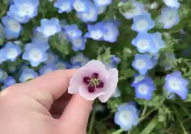 粉蝶花田內發現了夾雜生長的淡紫色花朵，經確認為含鴉片成分的違法植物「渥美罌粟」。（翻攝自西日本電視台）
