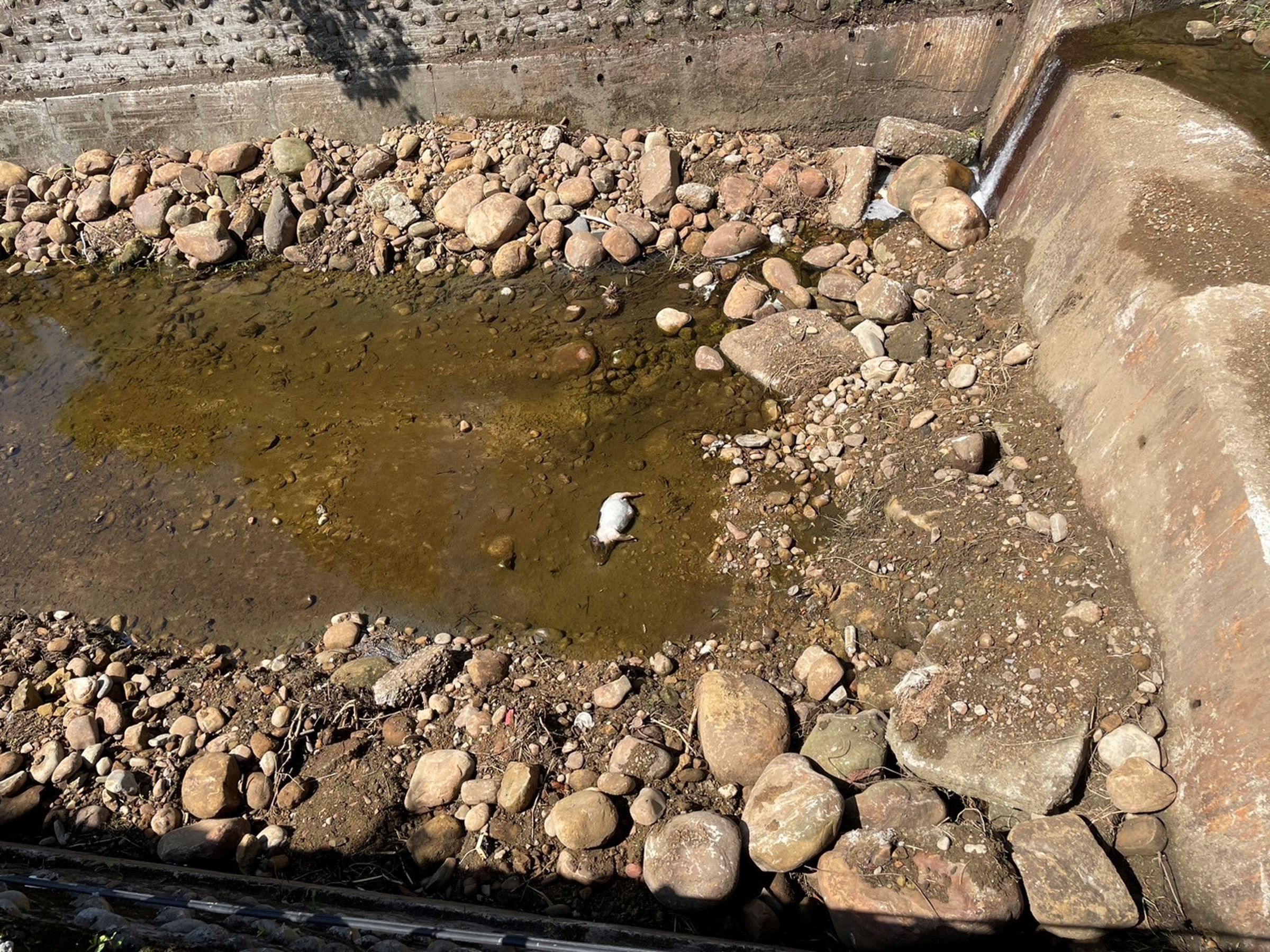 泰山區泰林路3段330巷雨水下水道內赫然出現一頭30多公斤麝香豬屍體。(新北動保處提供)