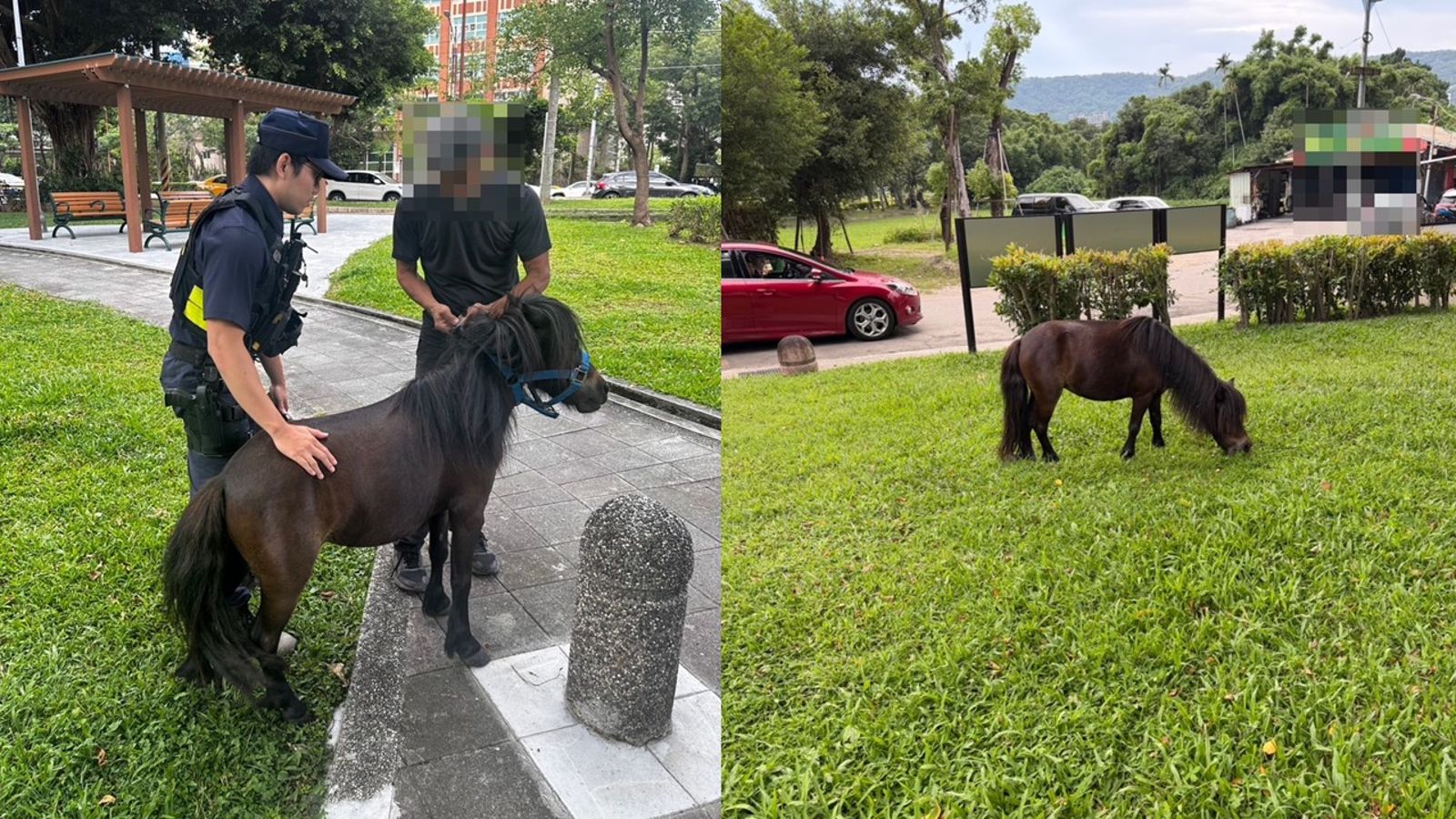 有片/台北街頭奇景!驚見迷你馬到處趴趴走還悠哉吃草 警方找飼主開罰