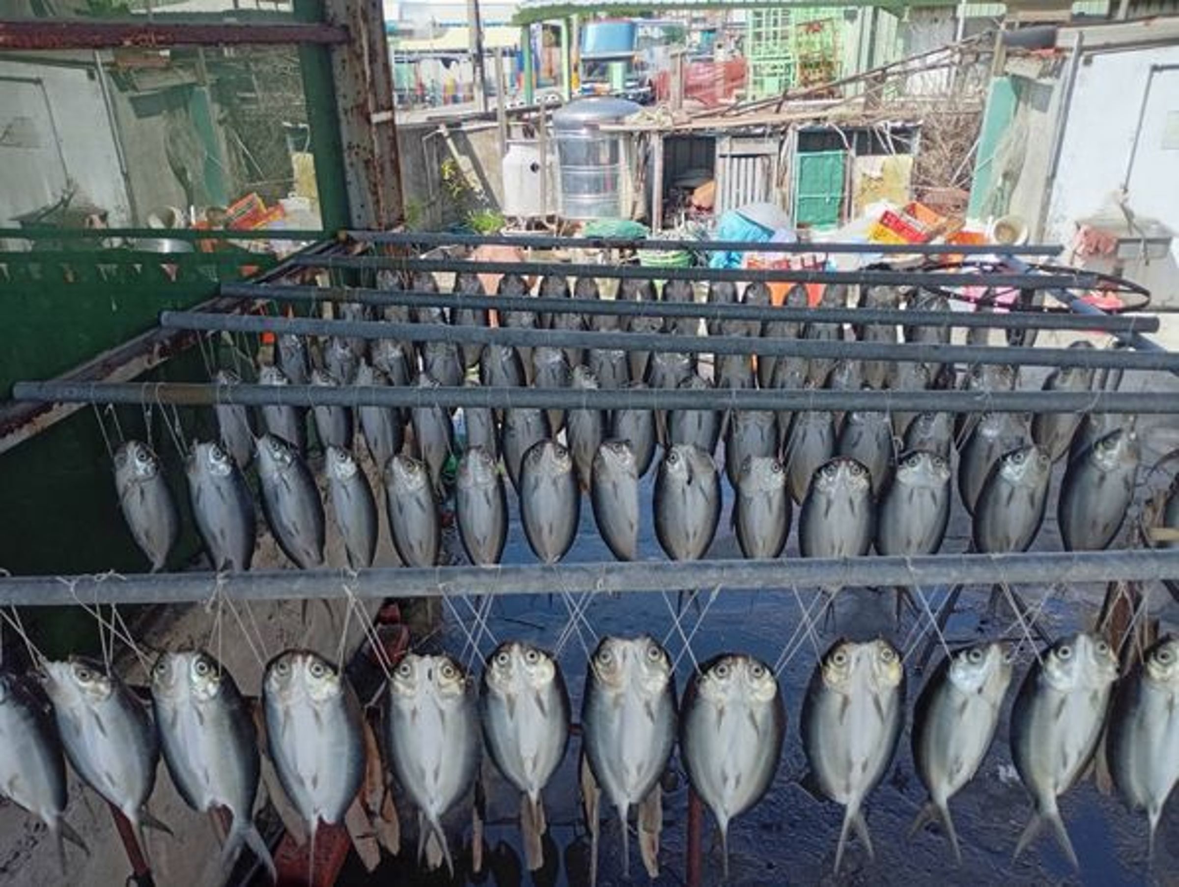 彰化福寶村夜裡上百隻虱目魚眼睛反光,村民誤認是「貓頭鷹軍團」,嚇出一身冷汗。(翻攝畫面)