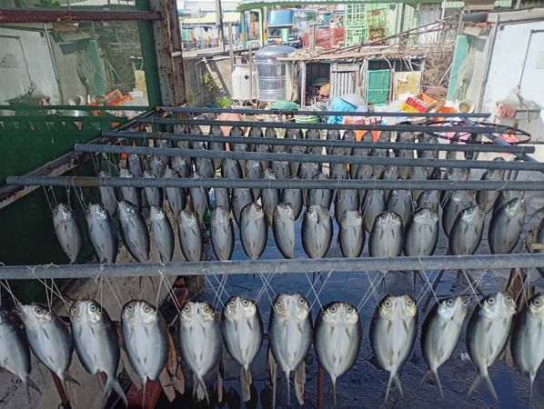 彰化福寶村夜裡上百隻虱目魚眼睛反光，村民誤認是「貓頭鷹軍團」，嚇出一身冷汗。（翻攝畫面）