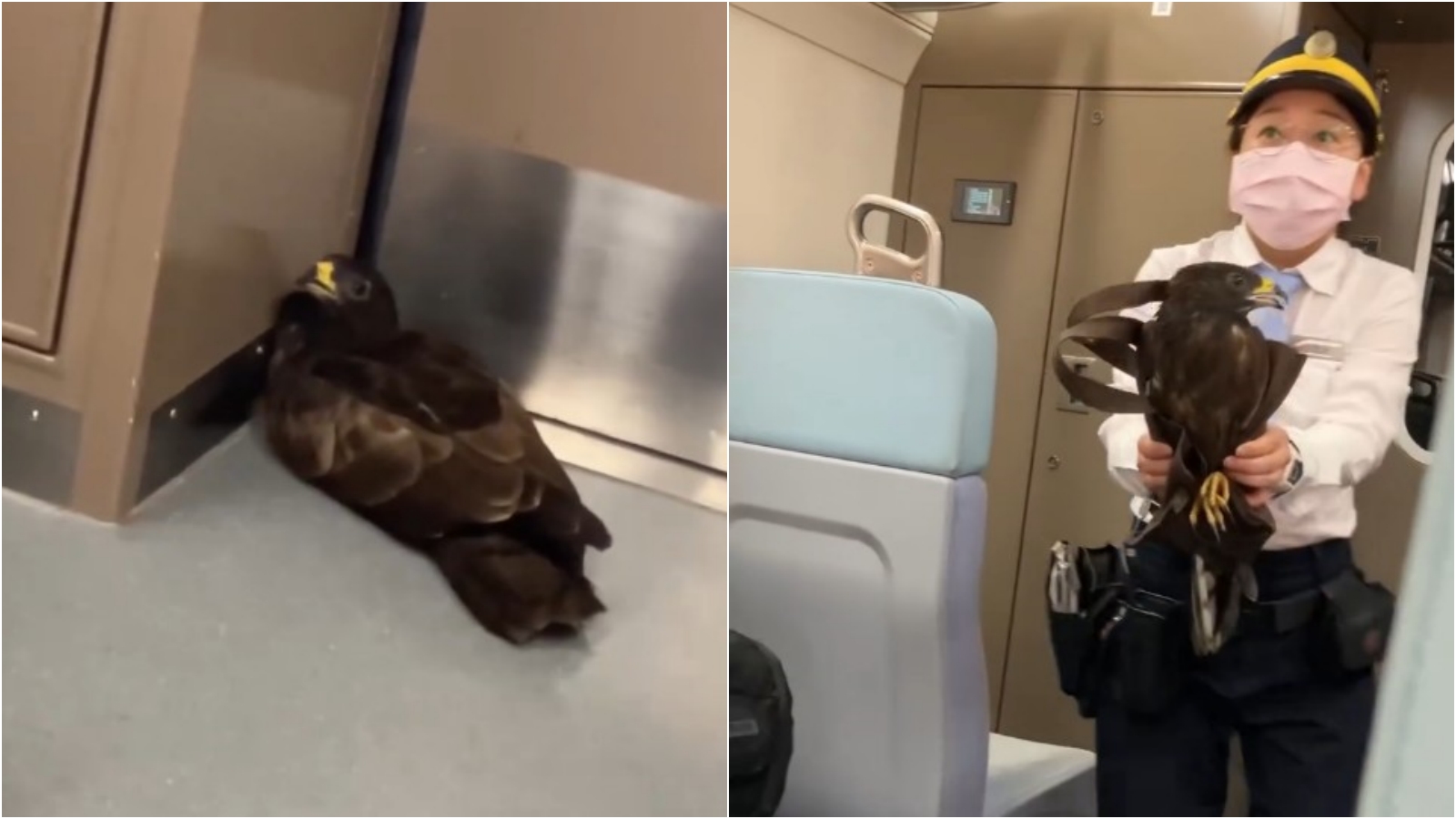 幼幼班老鷹「沒買票」闖台鐵列車，女車長快手抓走放飛。（Threads網友＠raymond19980307授權提供）