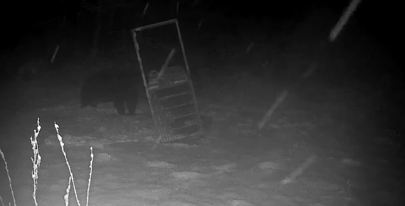 北海道苫前町監視器拍下巨型棕熊推翻陷阱的瞬間，重達300公斤的鐵籠竟在一掌之下倒地，畫面震撼，引發居民高度警戒。（翻攝自youtube/ 北海道ニュースUHB）