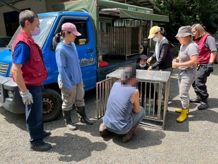 未絕育母犬以運輸籠運下山絕育。(新北動保處提供)