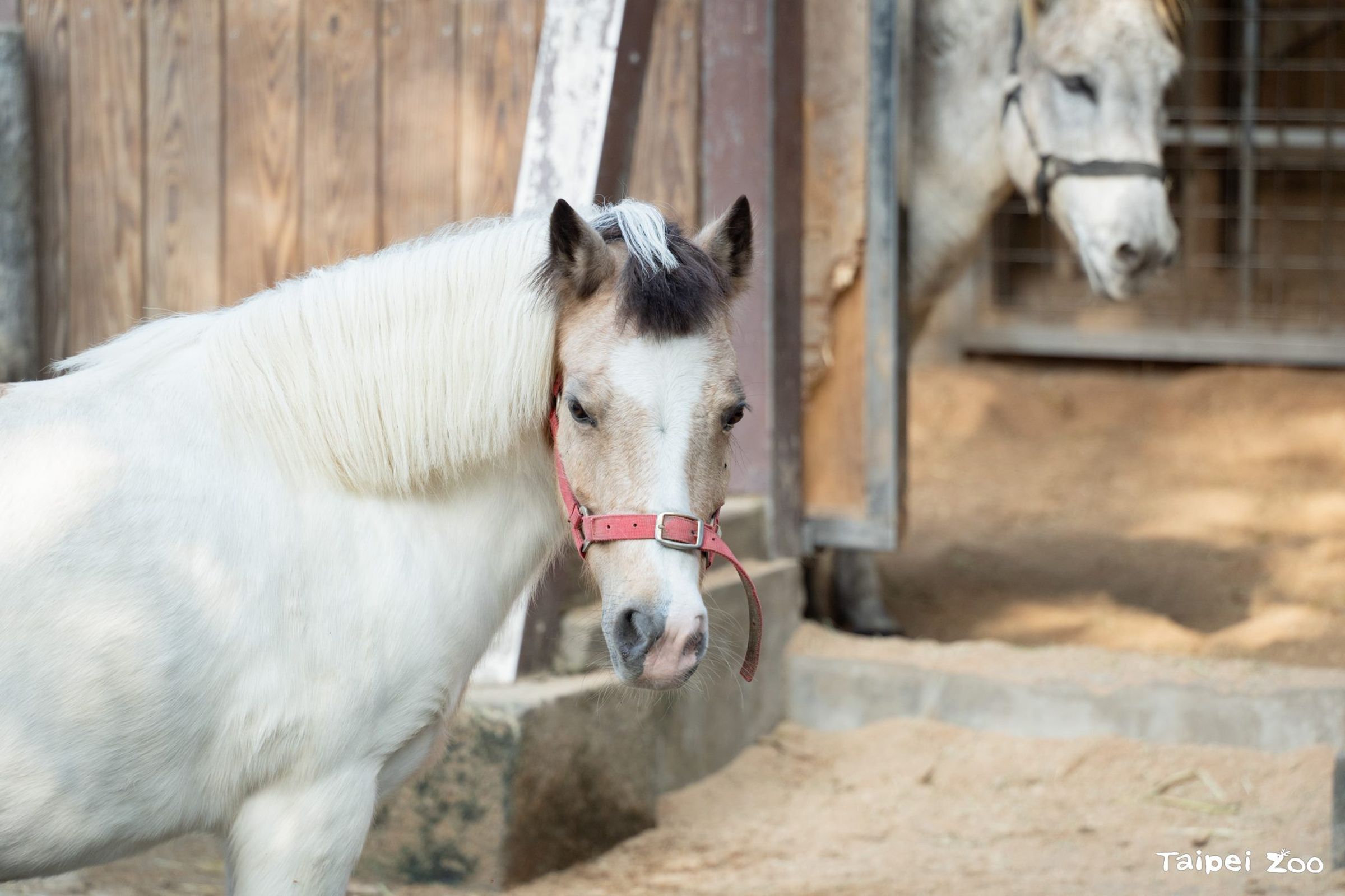 這次馬年特展，北市動物園特別將展區延伸至室外。（台北市立動物園提供）