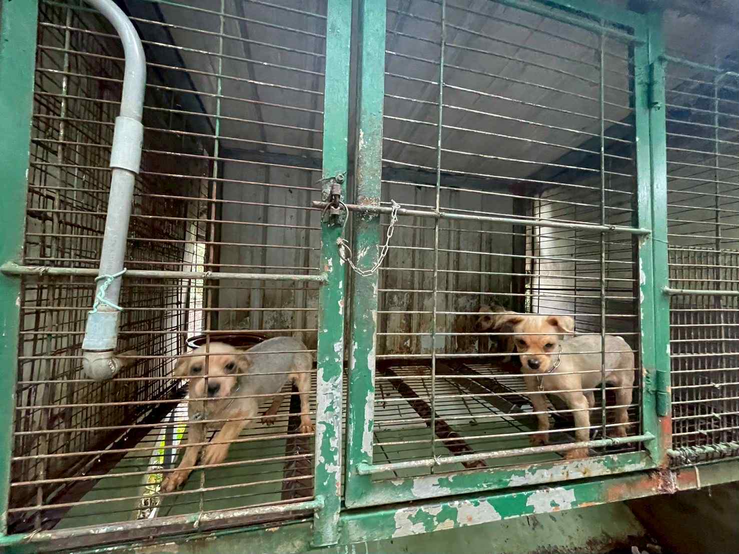 苗栗縣公館鄉人人犬舍遭查獲非法繁殖，大量犬隻遭剪去聲帶。（苗栗縣動物保護防疫所提供）