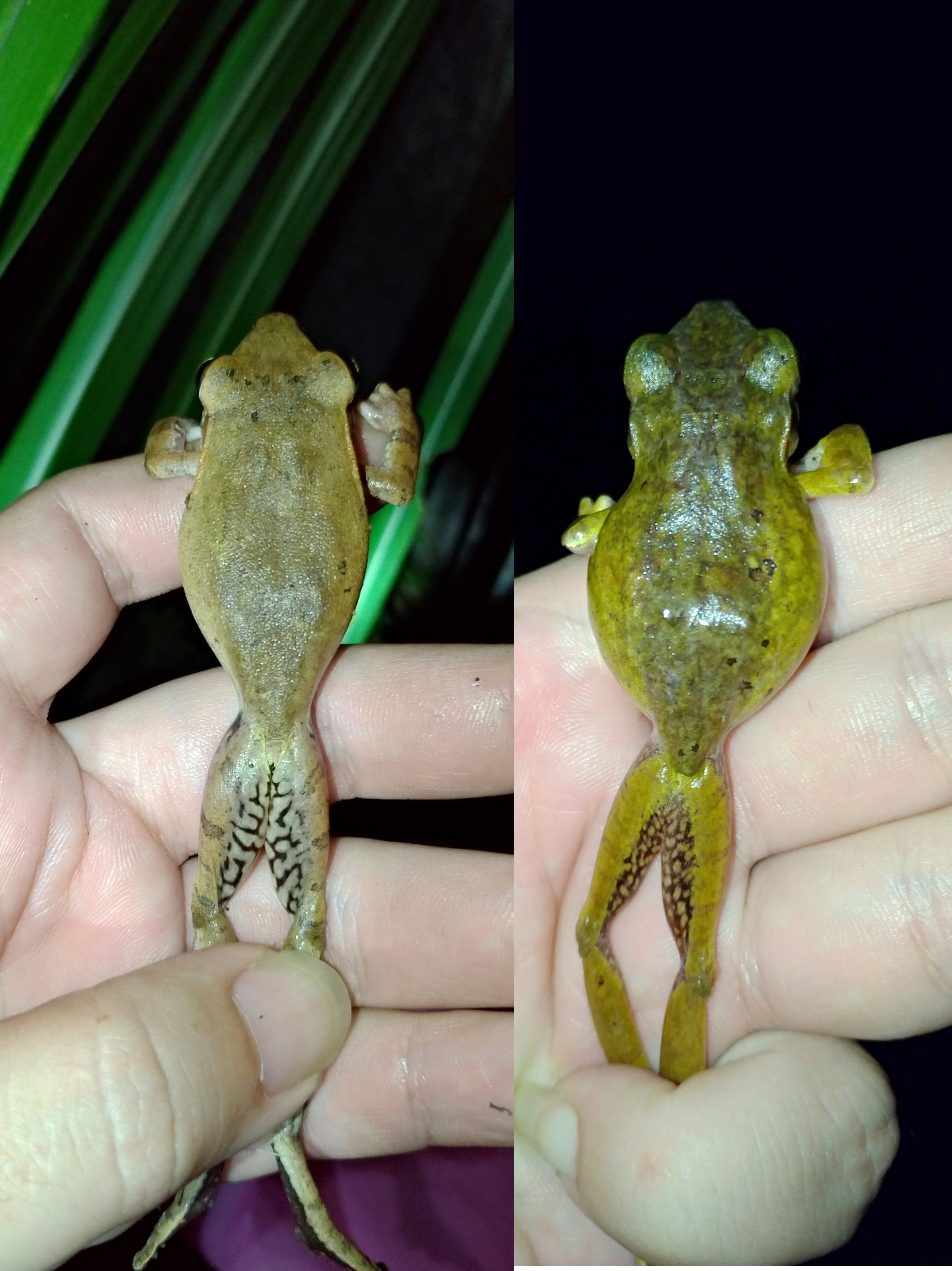 原生種布氏樹蛙(左)與斑腿樹蛙(右)在體型上難分辨,大腿內側紋路不同,布氏樹蛙為白底黑紋,斑腿樹蛙則為黑底白點。(林試所提供)