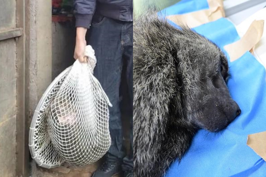 去年3月27日東非狒狒在圍捕行動時不幸中槍身亡，引發全台譁然。（左圖翻攝自臉書、右圖為林務局提供）