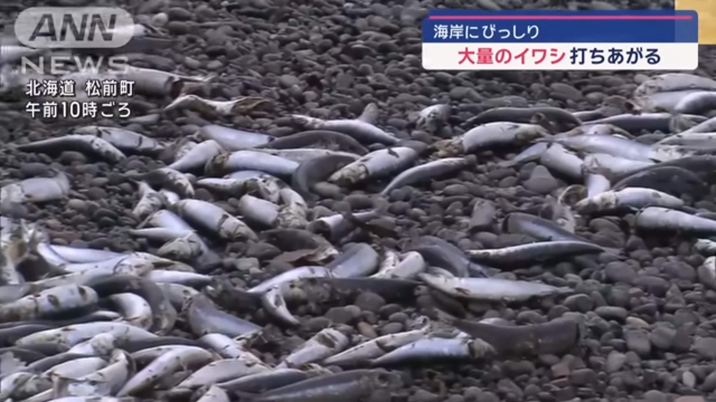 此異常現象極為怪異，令地震頻繁的日本居民十分擔心是地震前兆。（翻攝自YouTube ＠HTB北海道ニュース）