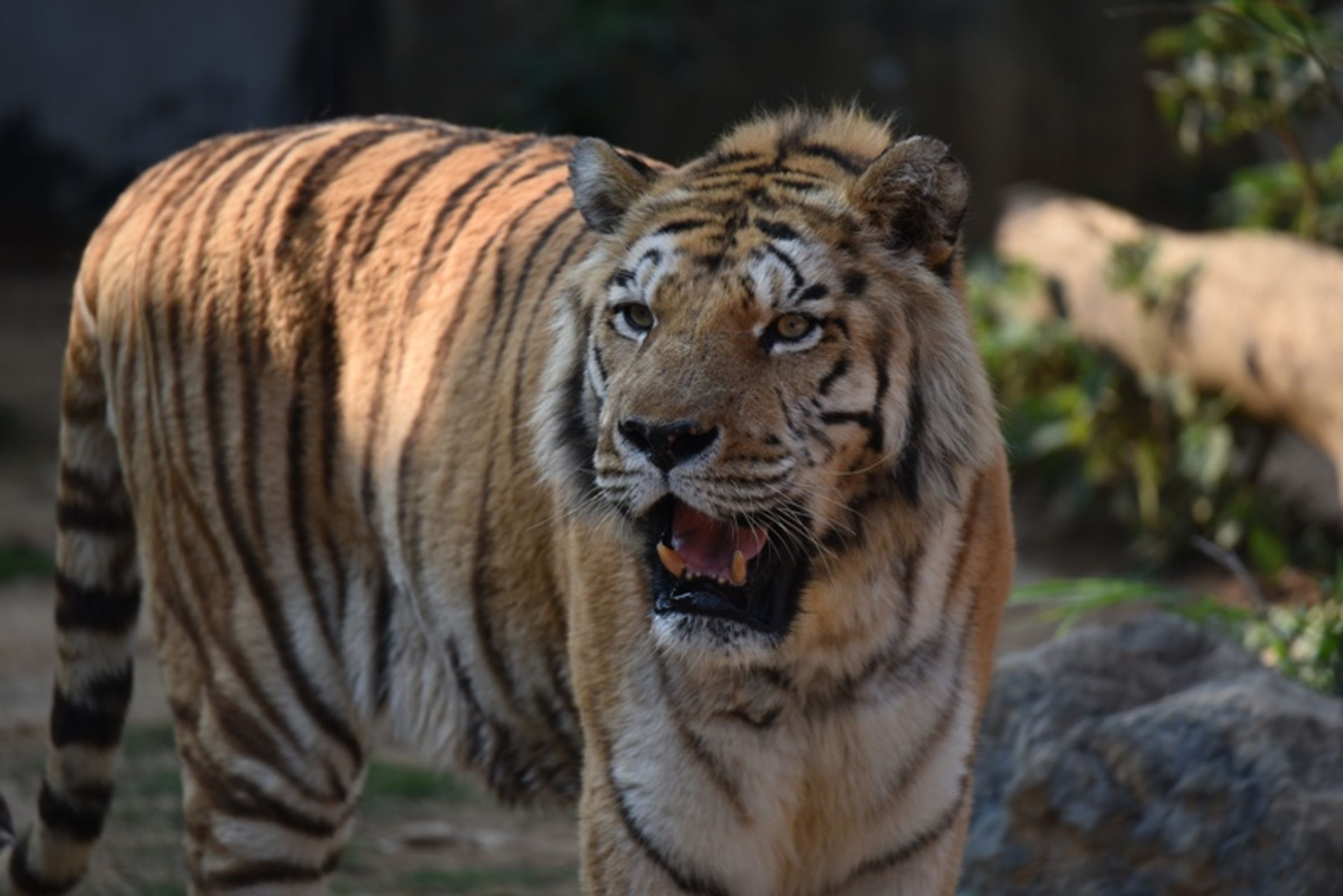 新竹市立動物園明星老虎六福。（新竹市立動物園提供）