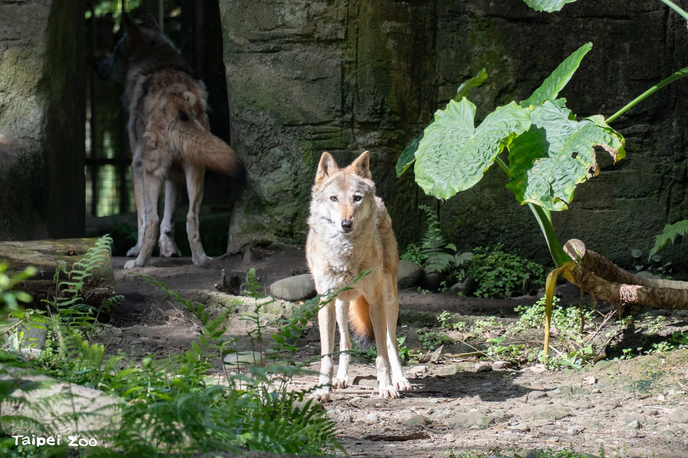 灰狼「蘿拉」今中午不幸離世,享年近17歲。(臺北市立動物園提供)