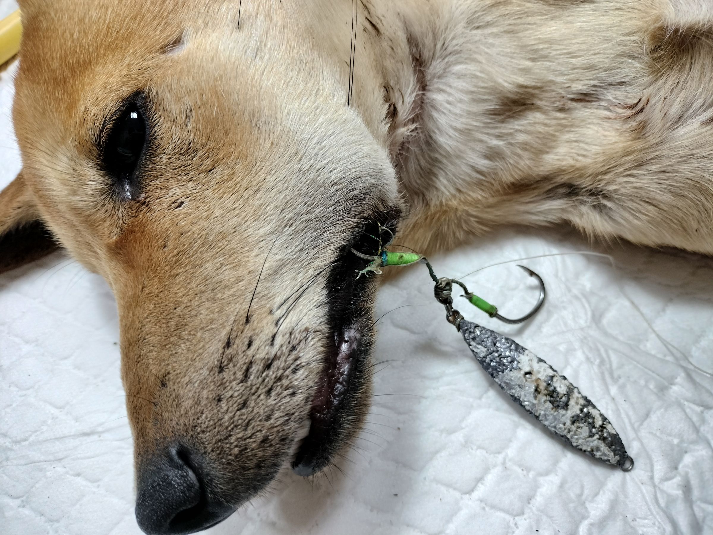 魚鉤穿刺應小心翼翼拆除避免皮膚二次傷害。（新北動保處提供）