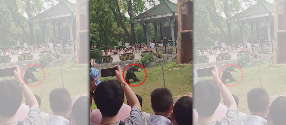 中國南寧動物園的網紅黑猩猩「丟那猩」拿起石塊砸向遊客。（翻攝自微博）