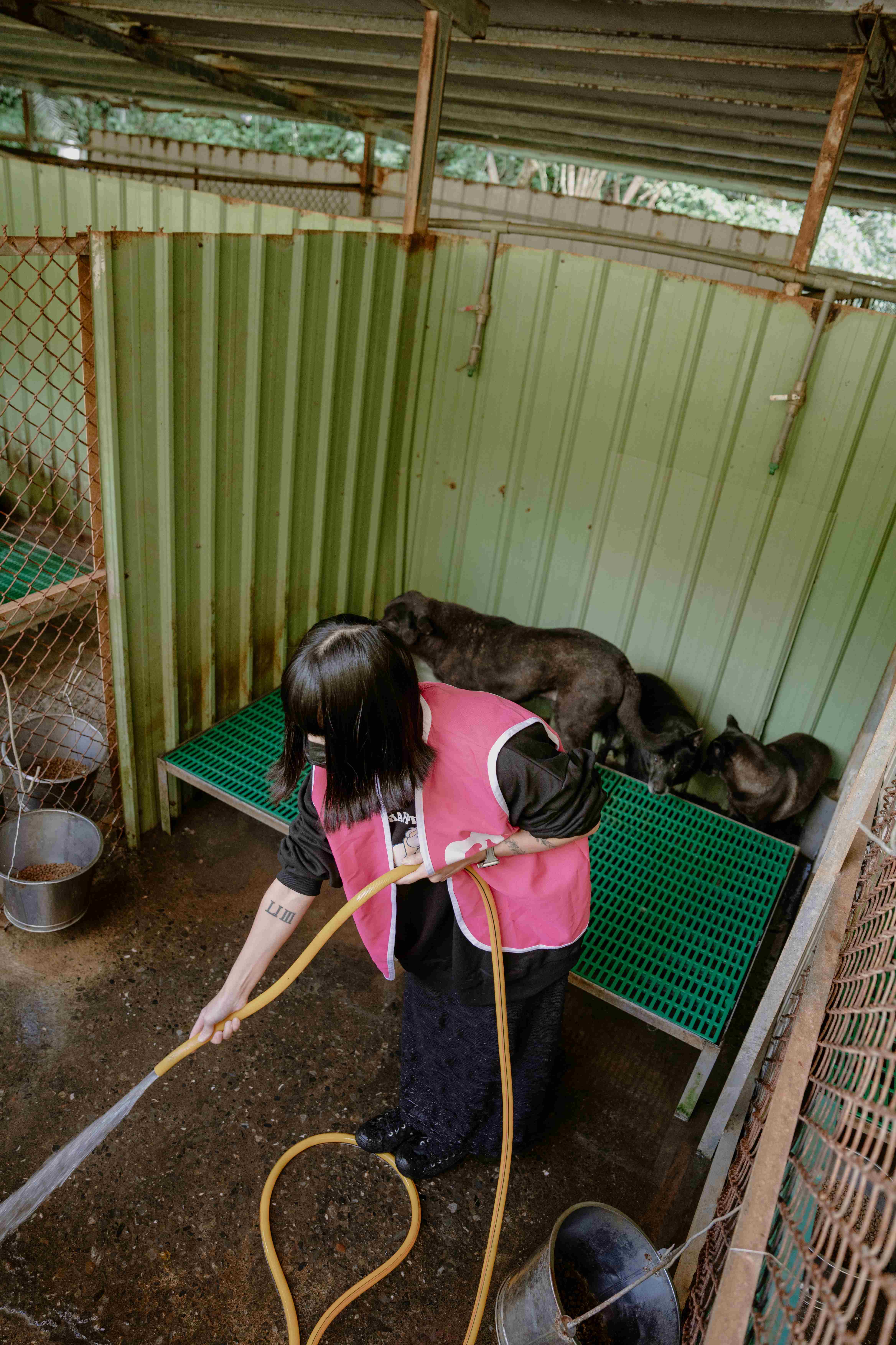 流浪動物之家的義工平日會去保育場清理環境、整理環境、餵食毛孩們。（財團法人流浪動物之家基金會提供）