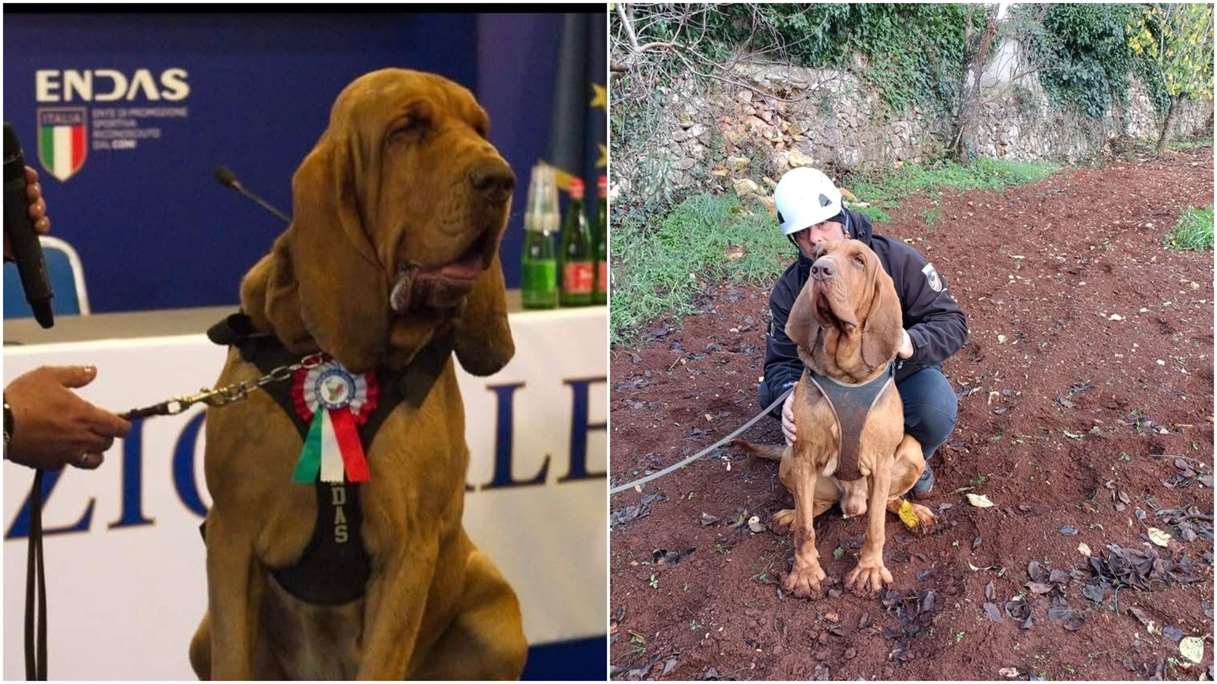 義大利「英雄」嗅探犬布魯諾被人投餵釘子香腸導致死亡。（翻攝自臉書@Arcangelo Caressa）