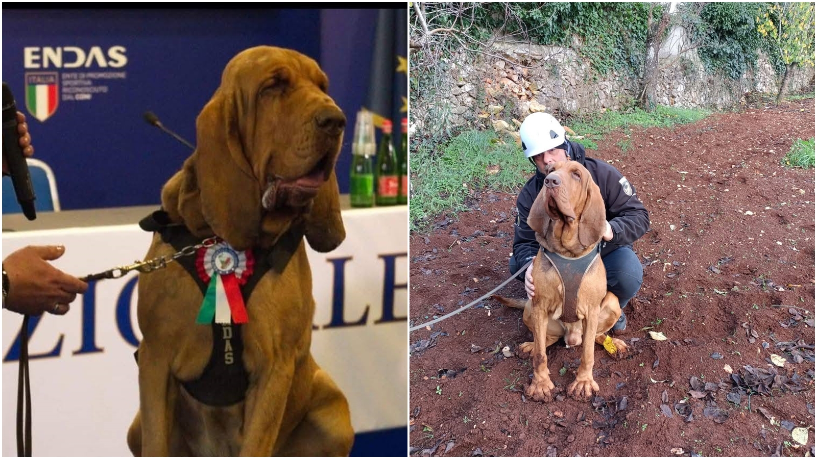 義大利「英雄」嗅探犬布魯諾被人投餵釘子香腸導致死亡。（翻攝自臉書@Arcangelo Caressa）