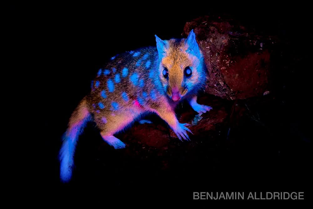 攝影師夜間在澳洲野外拍攝到會發光的東部鼬袋鼠。（翻攝IG@benjaminalldridge）
