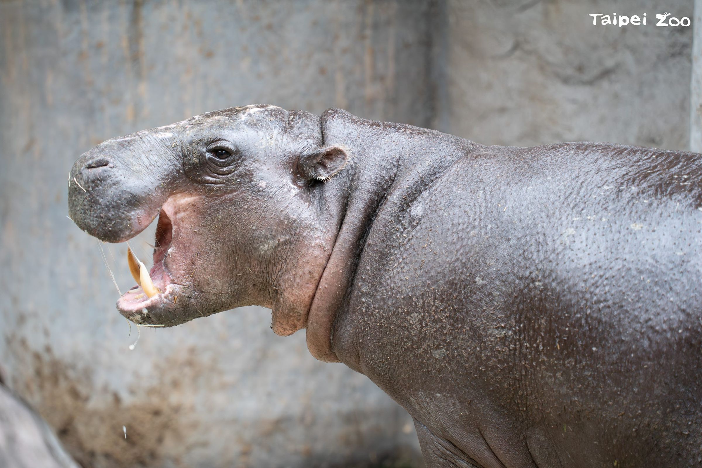 侏儒河馬「Thabo」從新加坡來台不到4個月死亡。（台北市立動物園提供）