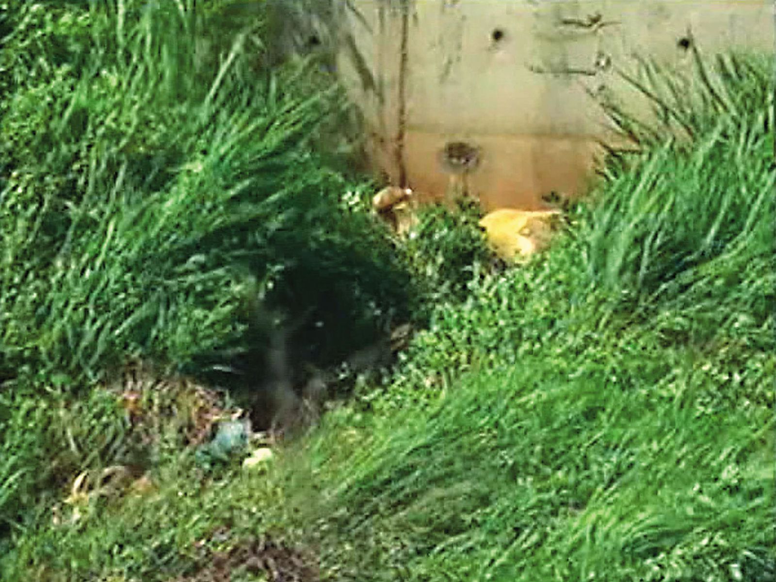 李婦遺體最終在台中清水山區一處山溝被發現，但早已腐爛不堪。（東森新聞提供）