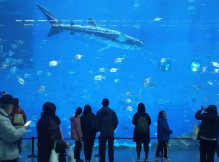 廣東深圳「小梅沙海洋世界」試營運，因為展示假鯨鯊引發眾怒。（翻攝微博）