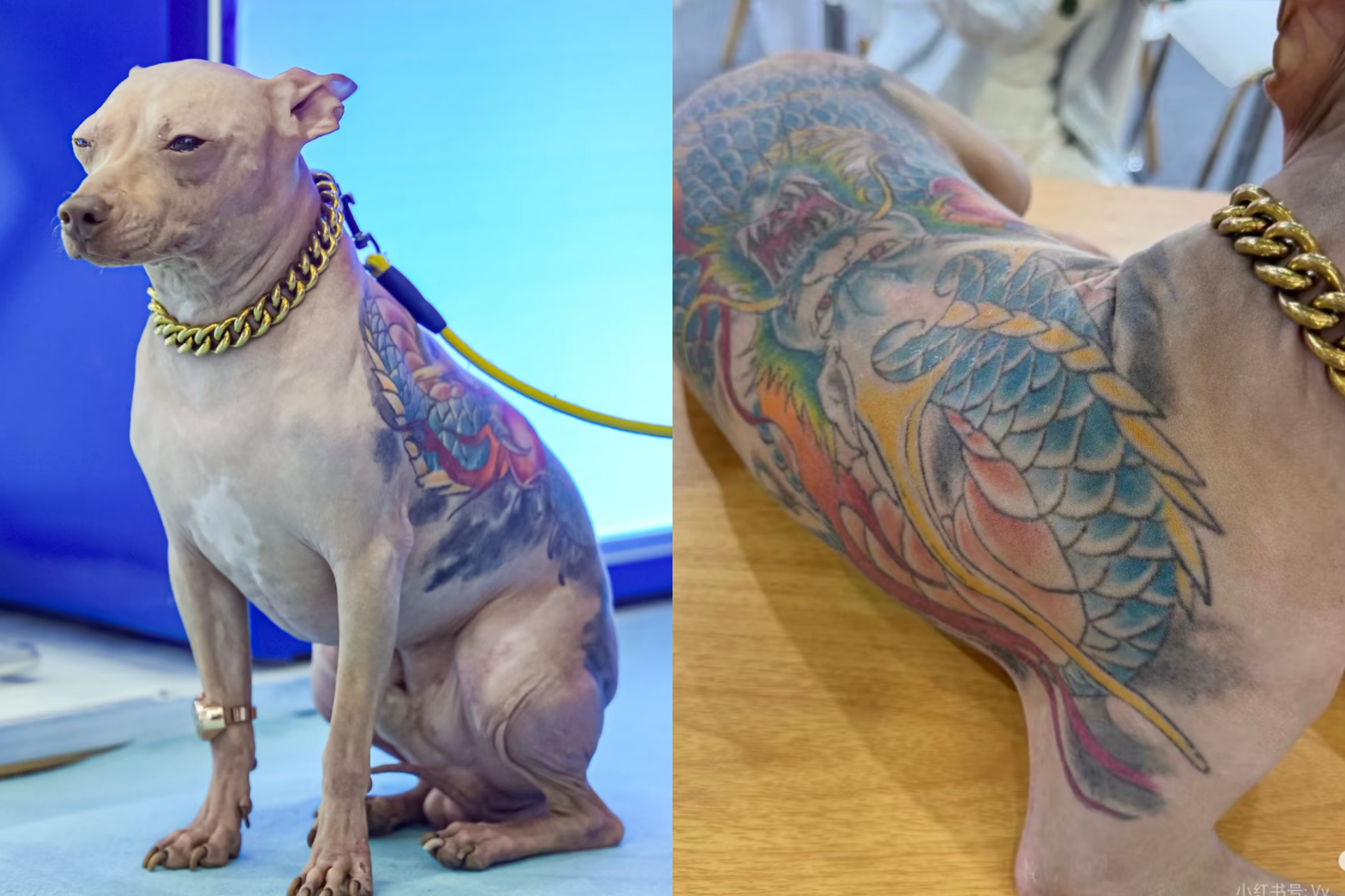 在上海舉辦的亞洲寵物展出現一隻背部布滿刺青的墨西哥無毛犬，掀起網路討論。（翻攝自小紅書）