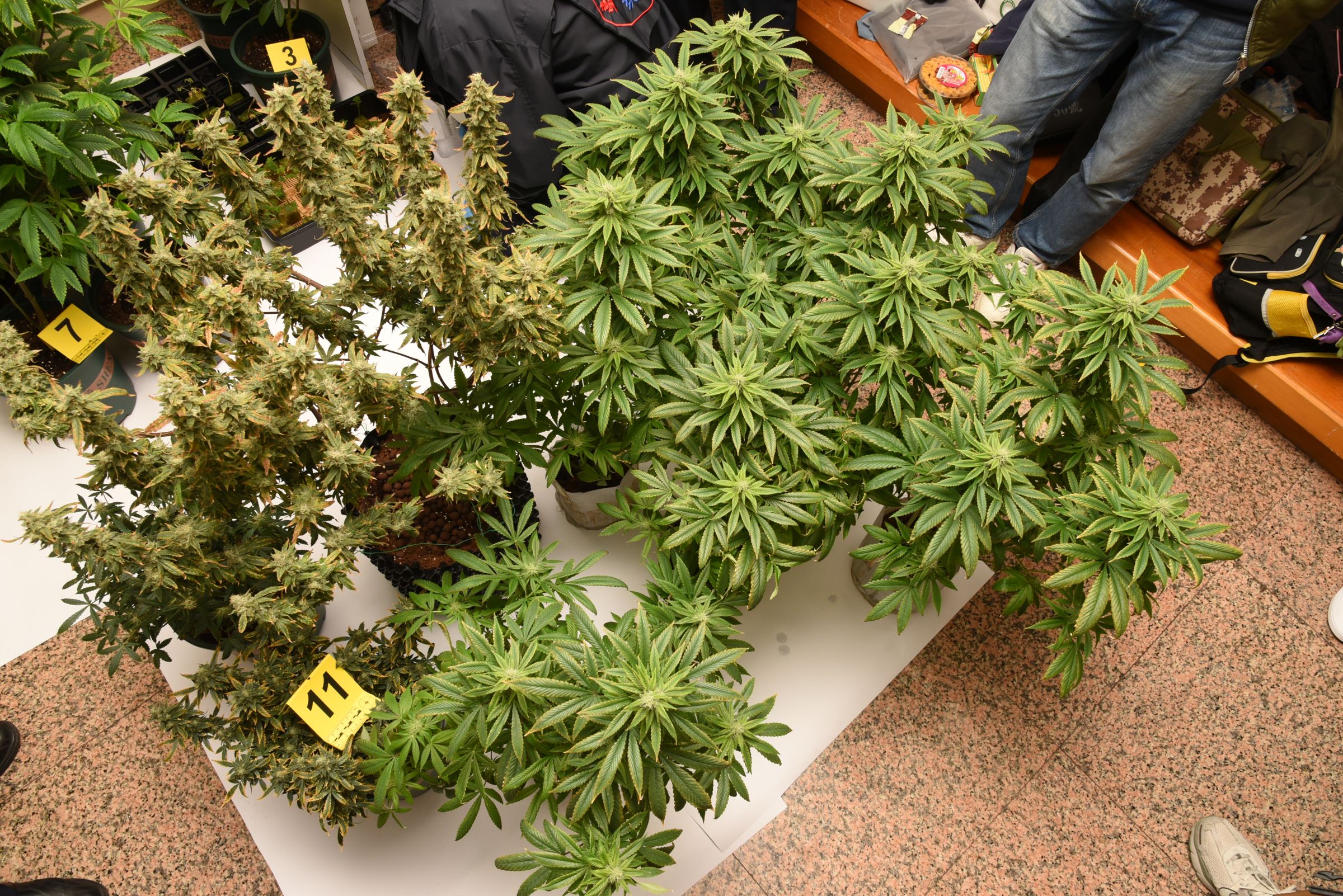 李男稱是自學自種自用大麻，警方在其住處查扣62株大麻植栽。（翻攝畫面）