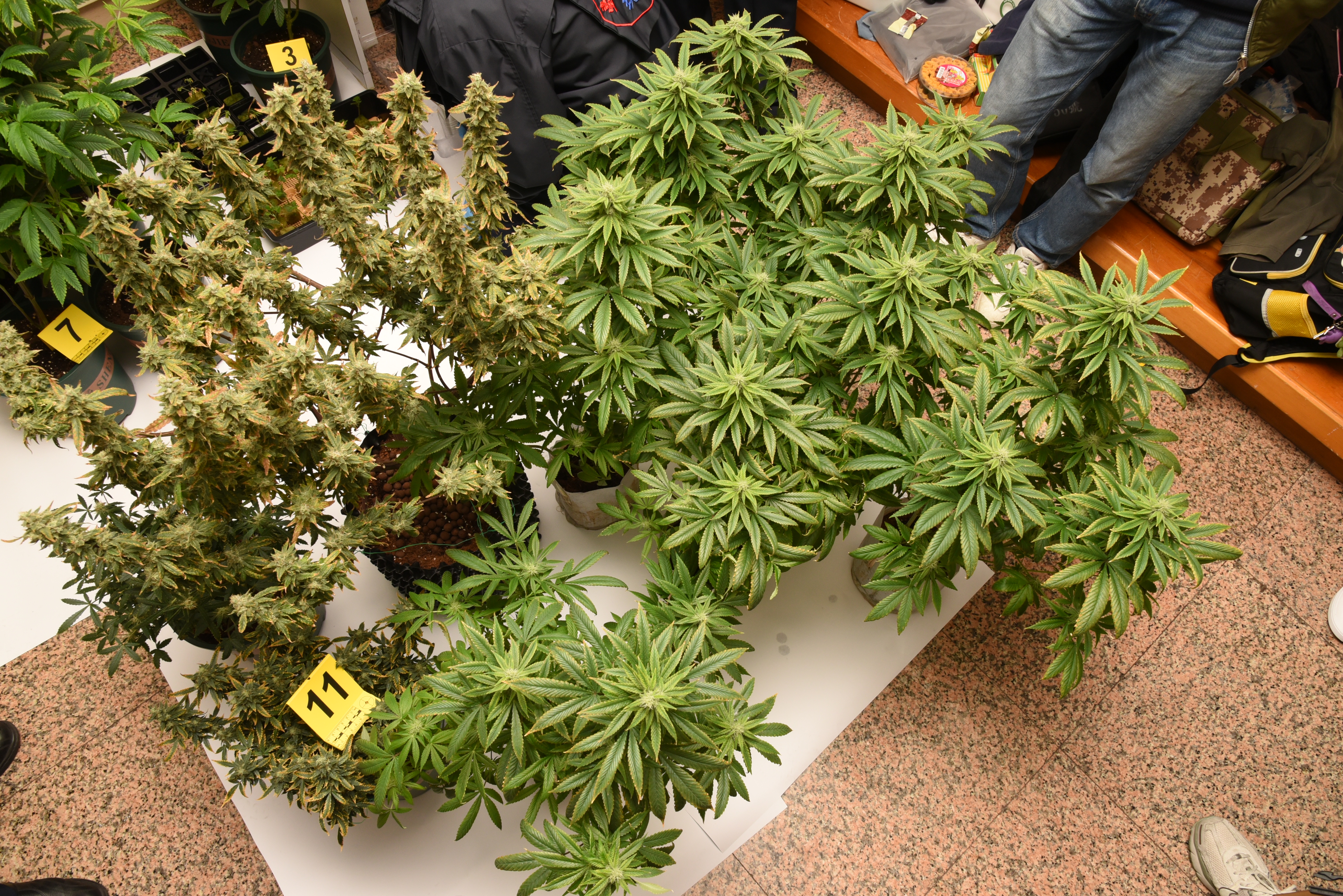 李男稱是自學自種自用大麻，警方在其住處查扣62株大麻植栽。（翻攝畫面）