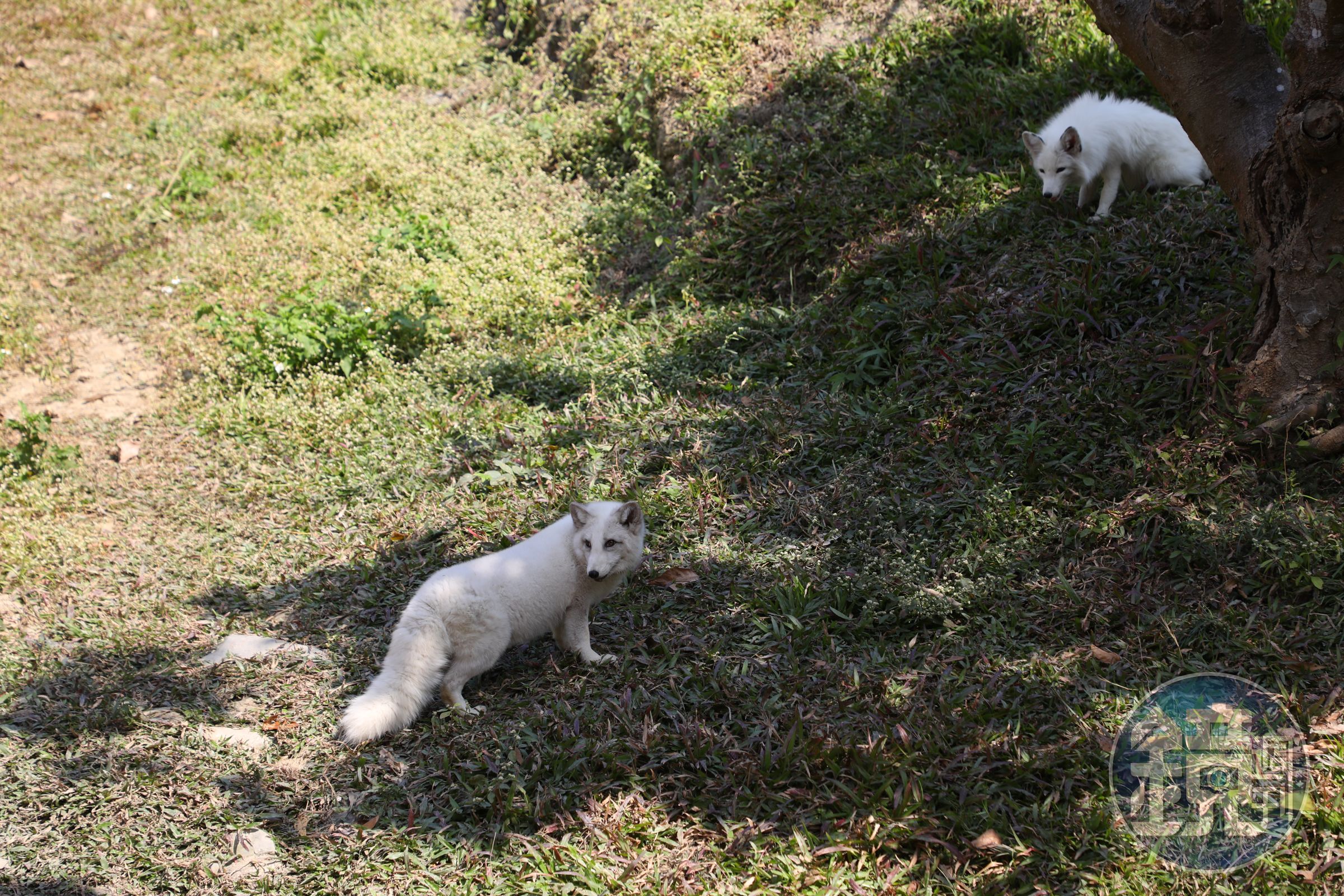 「狐狸谷」是動物方城市狐狸尼克的家，牠們會在園區自由走動，與遊客近距離接觸。