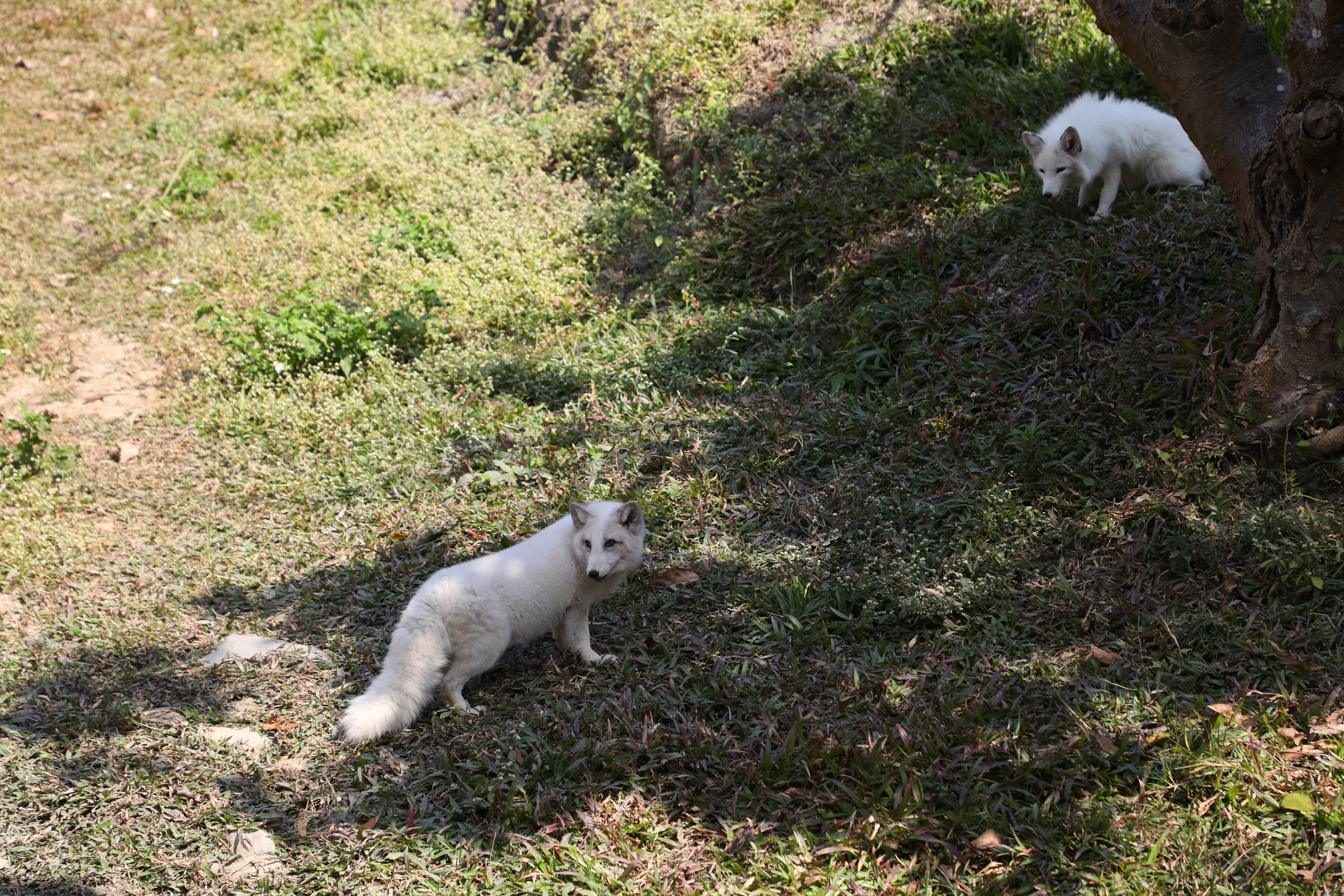 「狐狸谷」是動物方城市狐狸尼克的家,牠們會在園區自由走動,與遊客近距離接觸。