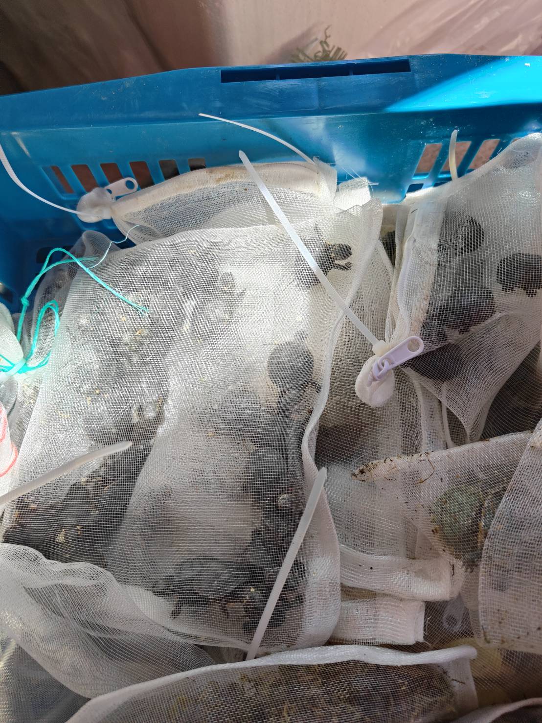 走私生物包括龜類。（海巡署提供）
