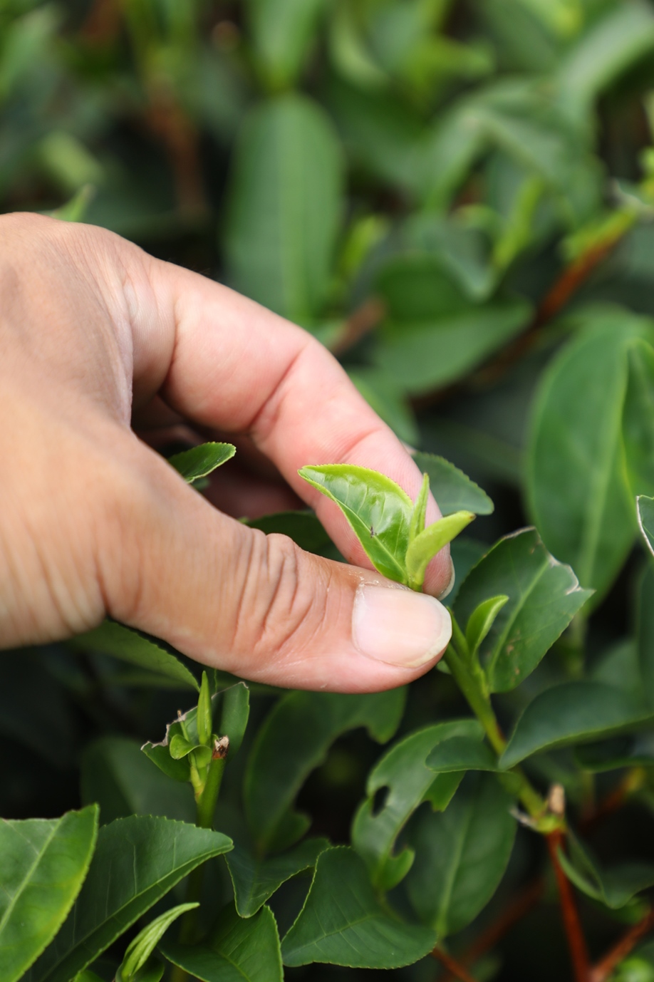 在茶園裡能體驗採茶、學習茶農教育，多元化經營讓游正福忙得樂此不疲。