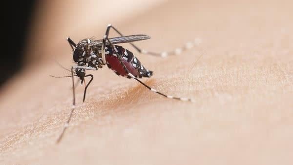 中國廣東「屈公病」（又稱基孔肯亞熱）疫情嚴重。示意圖。（翻攝微博）