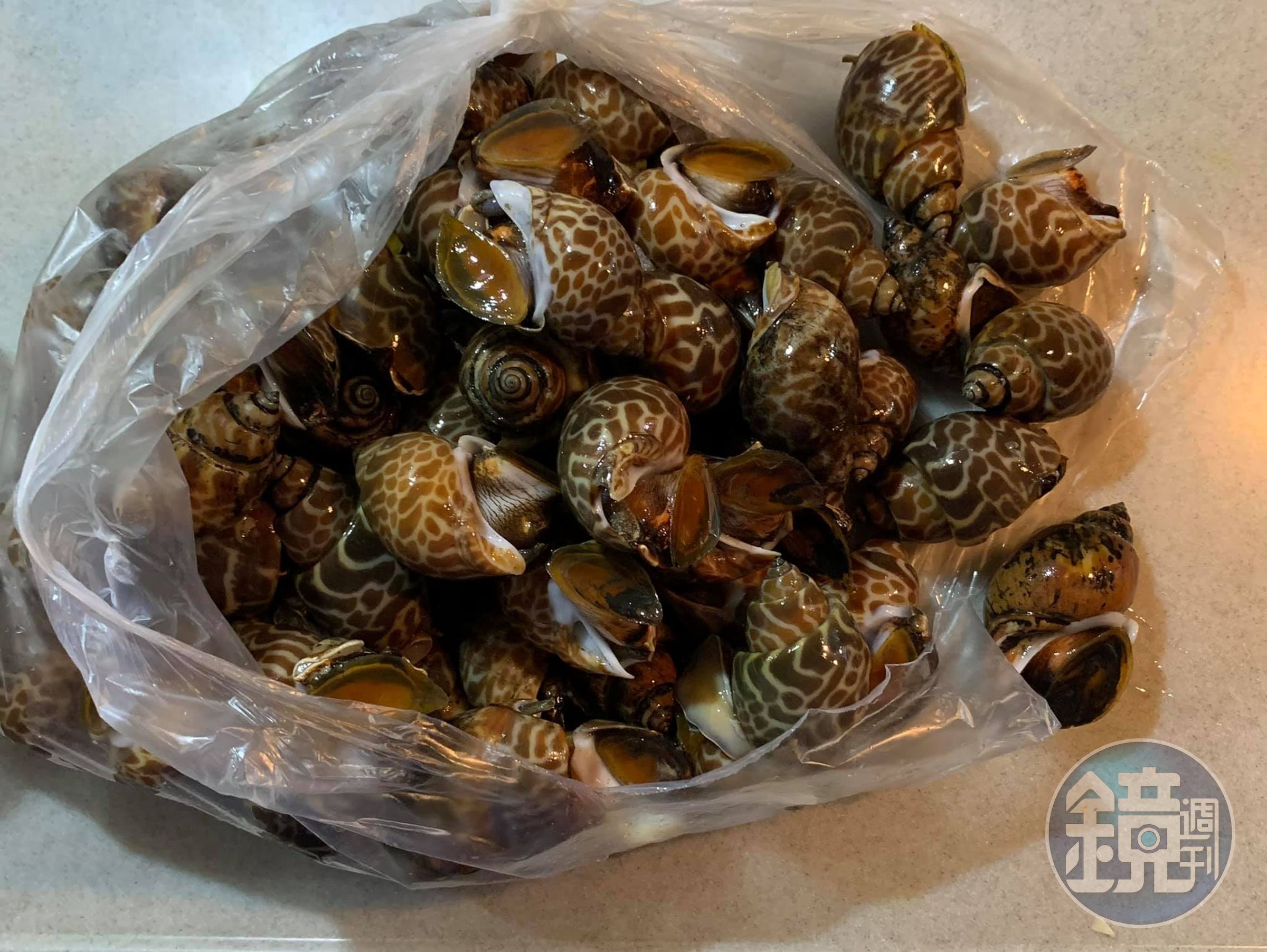 準備好新鮮鳳螺。