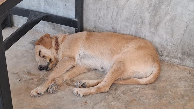 塔拉恩吉特說,拿鐵喜歡玩球球,不會因此責怪牠。(翻自《第八頻道》)