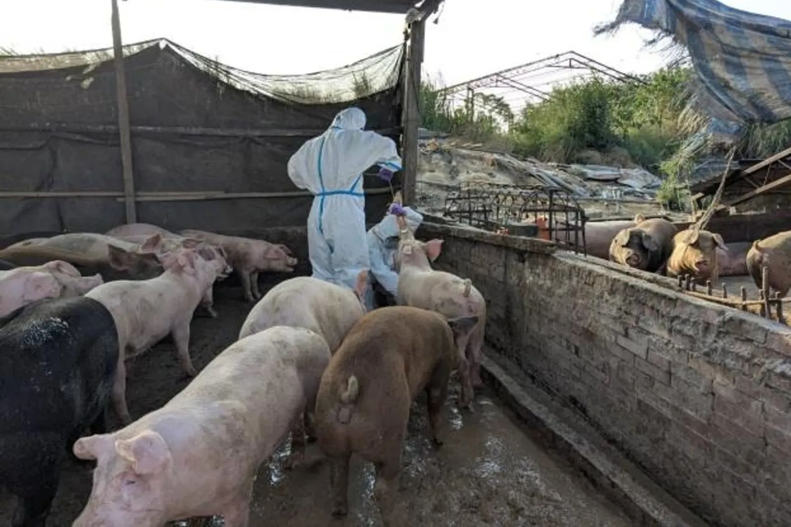 台中非洲豬瘟案!情節嚴重「檢求處重刑」 豬農哽咽:要把我關到死嗎?